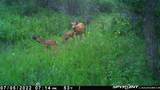 50320 Semotan Drive - Photo 43