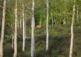 TBD County Road 225 - Photo 13