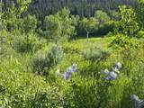 TBD County Road 225 - Photo 14