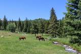 1800 Triple Creek Ranch Road - Photo 25