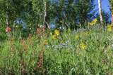 1800 Triple Creek Ranch Road - Photo 33
