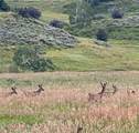 OOO Antlers Trail - Photo 13