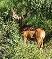 OOO Antlers Trail - Photo 22