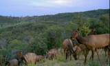 OOO Antlers Trail - Photo 8