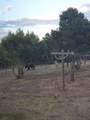 76 County Road 60B - Photo 40