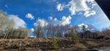 2180 Currant Way - Photo 4