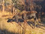 10000 Ryan Gulch Road - Photo 23