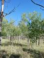 180 Quarter Horse Road - Photo 38