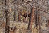 3222 Middle Fork - Photo 7