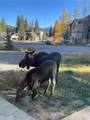 34 Beavers Drive - Photo 49