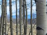 918 Little Baldy Circle - Photo 2
