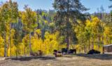 32350 Los Ranchos Road - Photo 49
