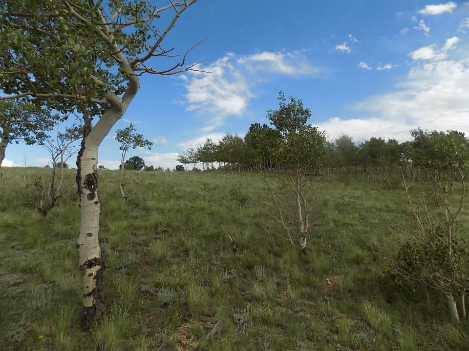 285 Tatanka Trail - Photo 1