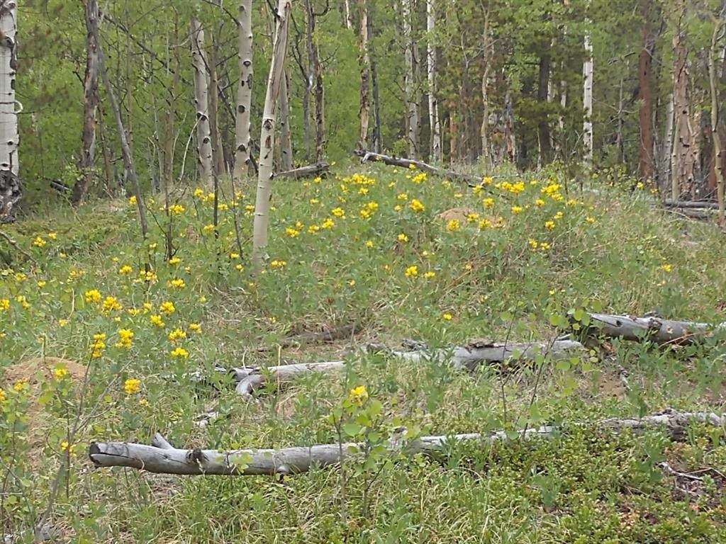 317 Ski Doo Road - Photo 1