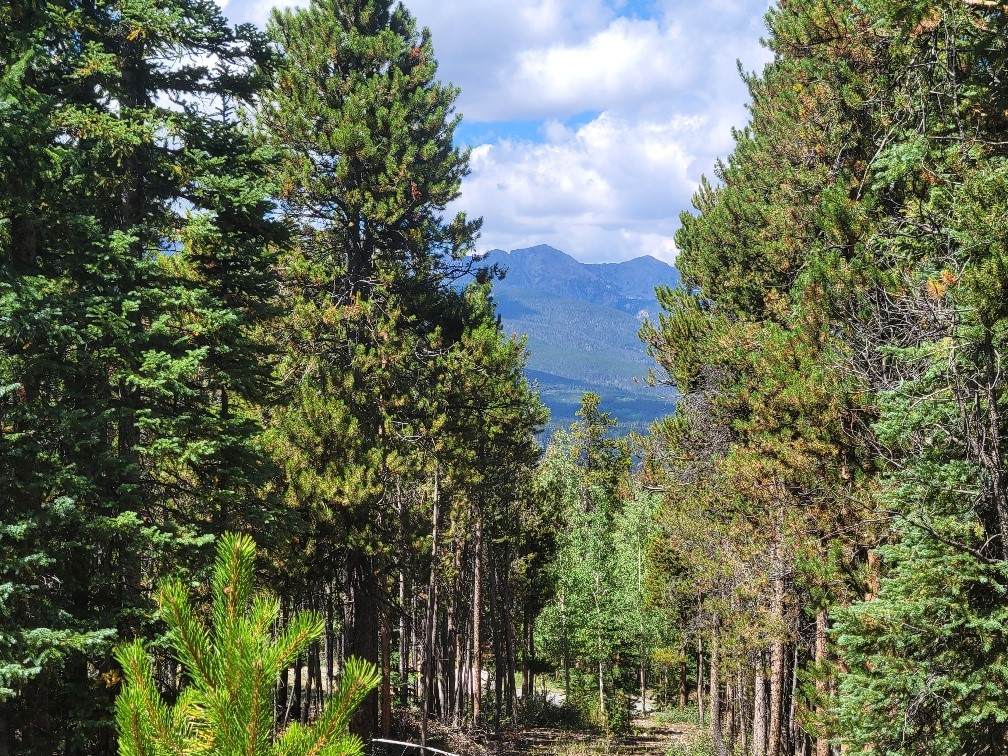 285 Green Jay Lane - Photo 1