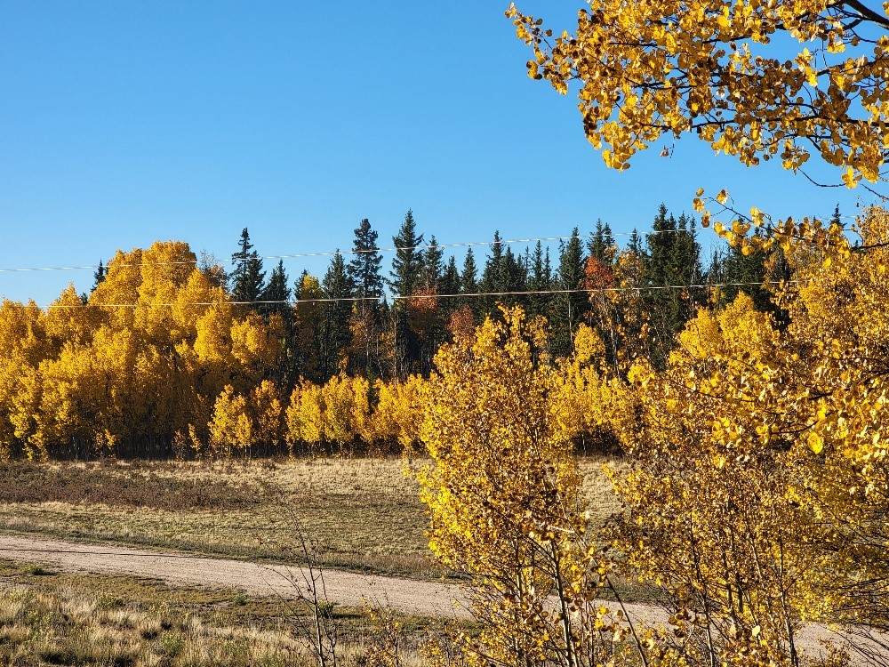 287 Mustang Trail - Photo 1