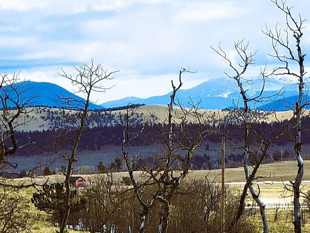 542 Thickspike Road - Photo 1