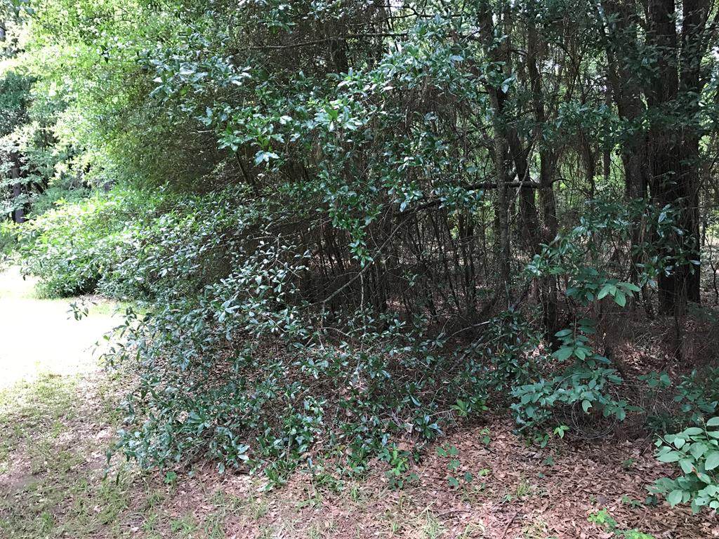 Lot 25A Robinson Lane - Photo 1