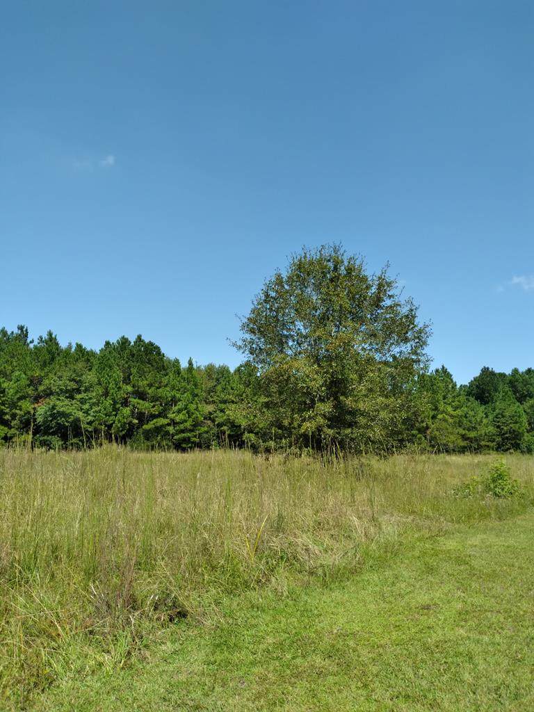01 Misty Wood - Photo 1