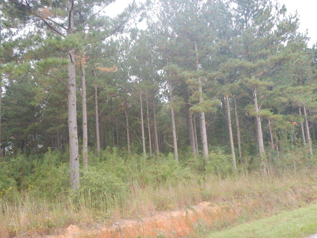 0 Panola Road - Photo 1
