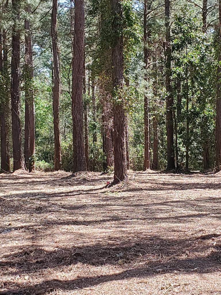 Lot 9 Forest Lake Drive - Photo 1