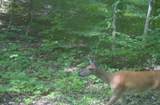 65649 Pease - Photo 47