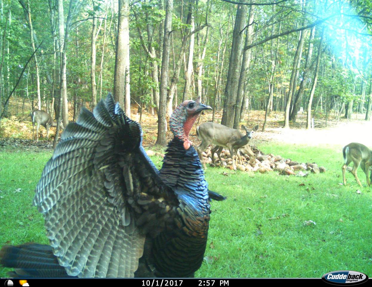 2426 State Road - Photo 1 2426 State Road - Photo 1