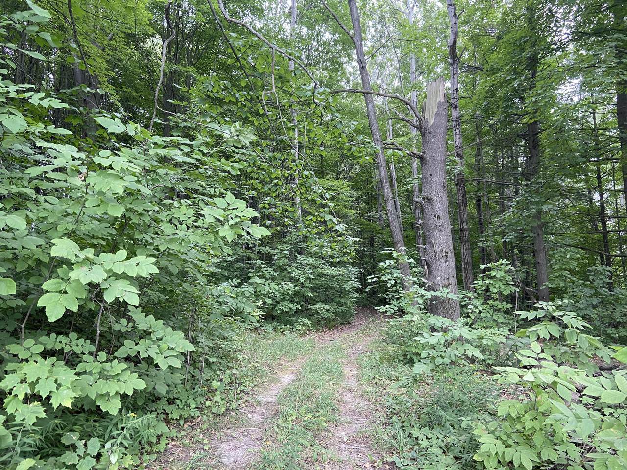 2.8 acres Taylor - Photo 1