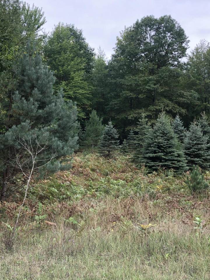 6135 Fawn Lake Drive - Photo 1