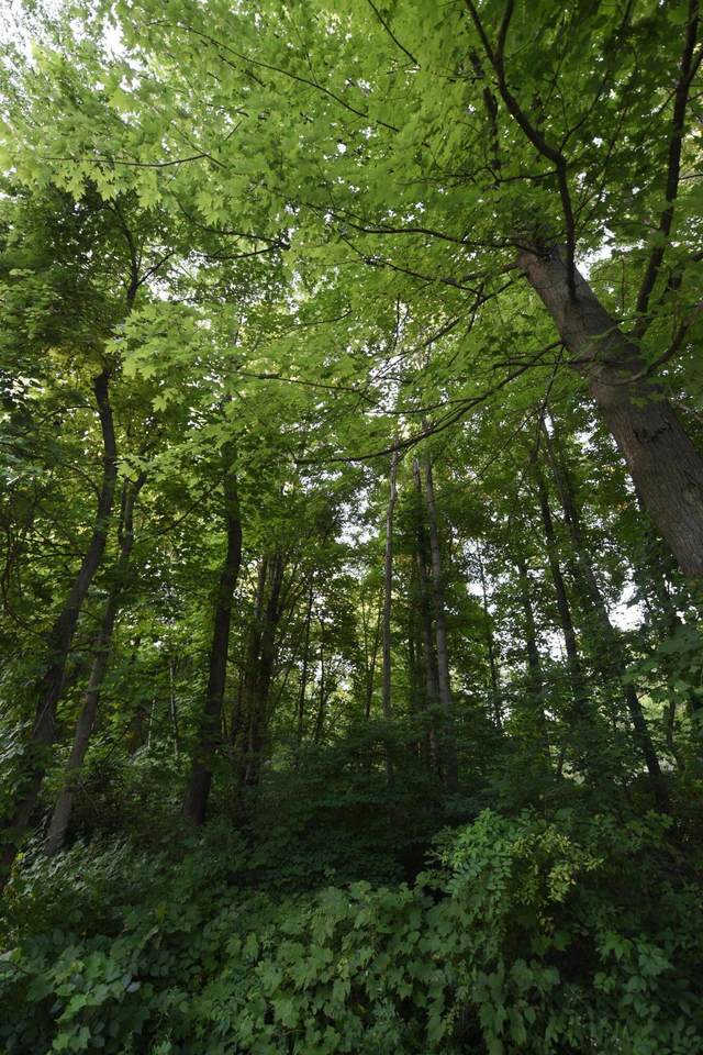 6127 Lincoln Street - Photo 1