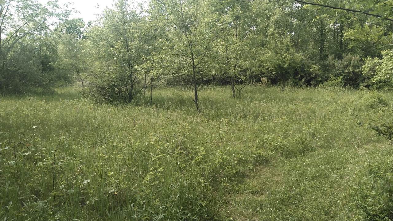 0 Forest Shores Drive - Photo 1