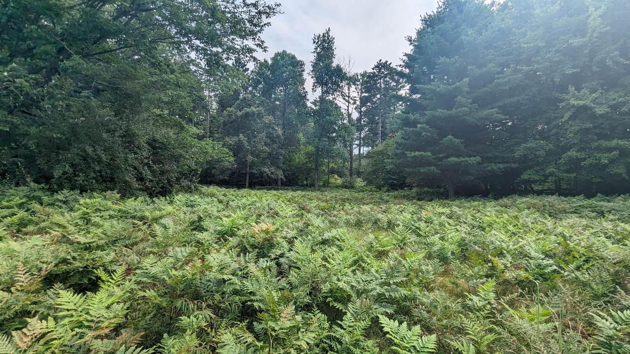 V/L Meadowview Trail - Photo 1