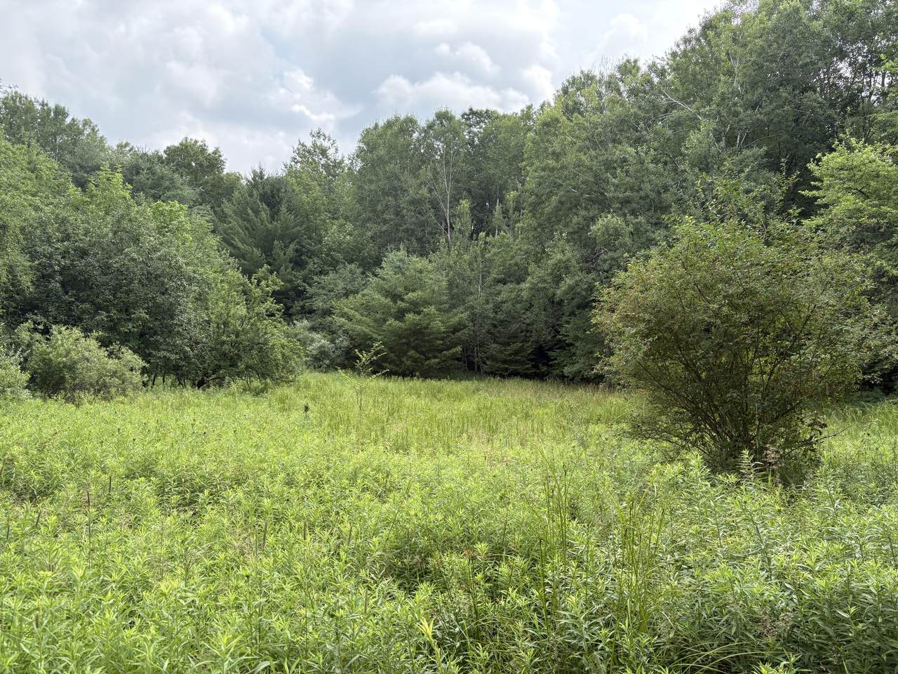 11546 3 1/2 Mile Road - Photo 1