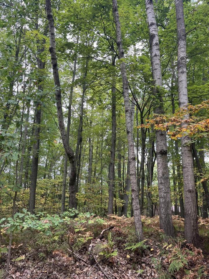 Lot 681 Elm Drive - Photo 1