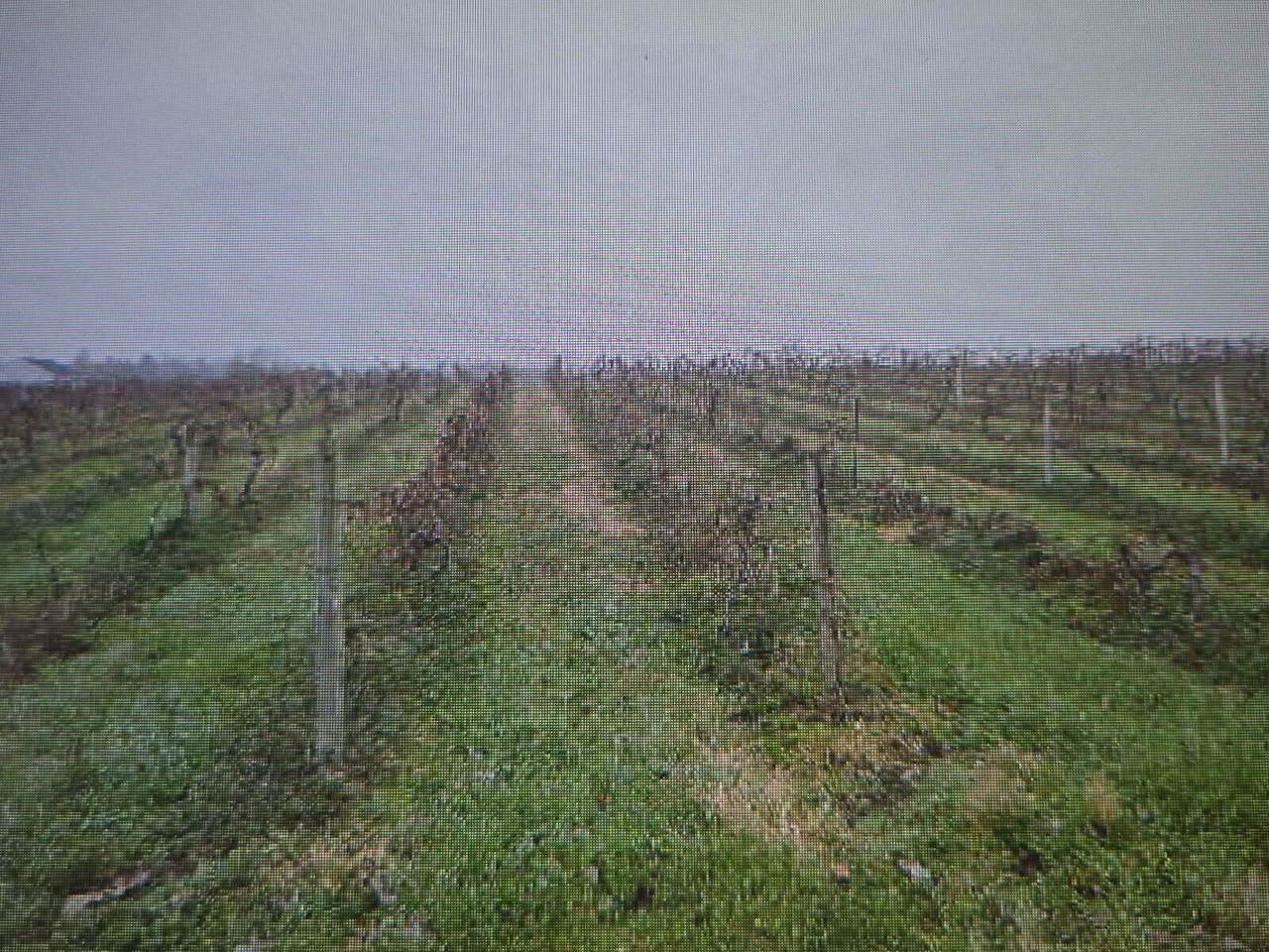 V/L Lauren Lane - Photo 1