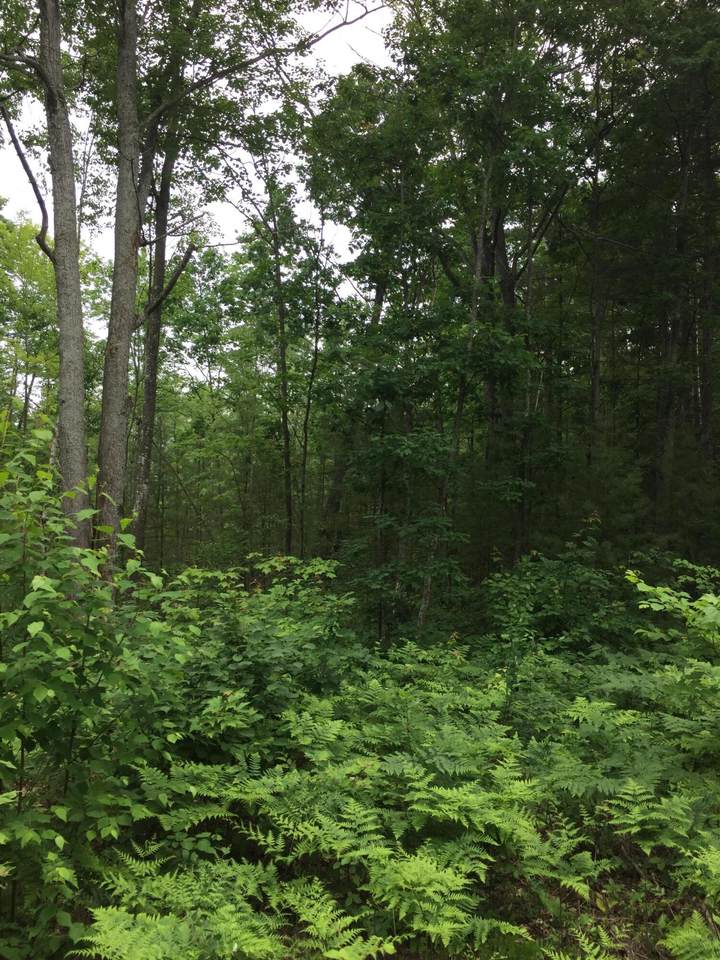 Parcel K Dodge Lake Road - Photo 1