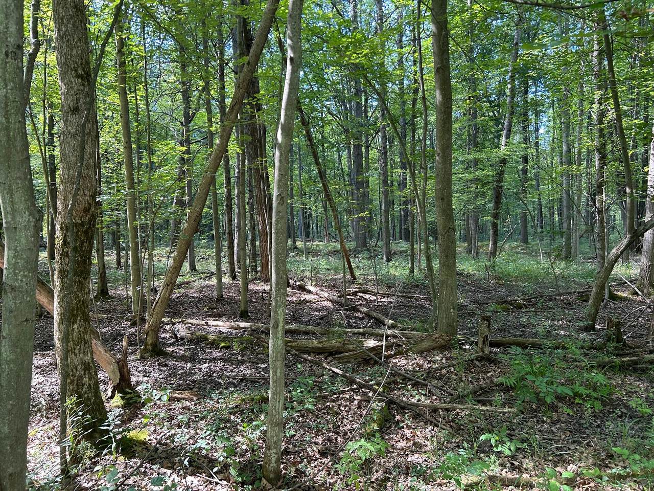 3100 Isabella Road - Photo 1