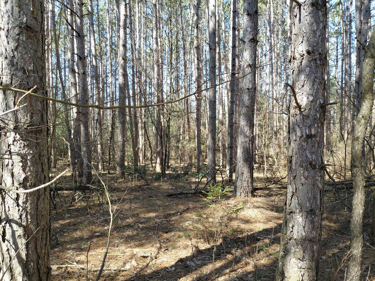 V/L Pine Hill Avenue - Photo 1