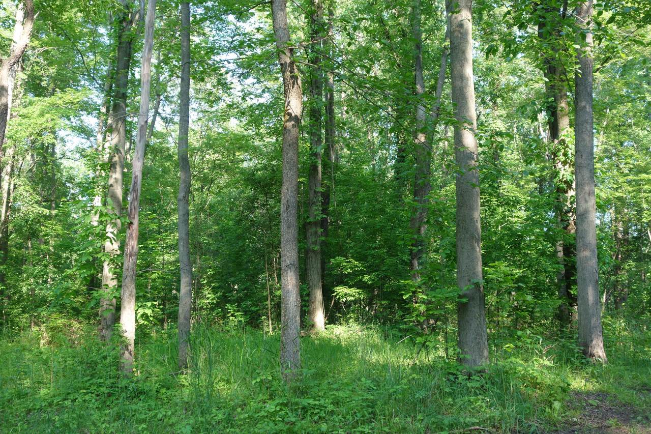 0 Willis Road - Photo 1