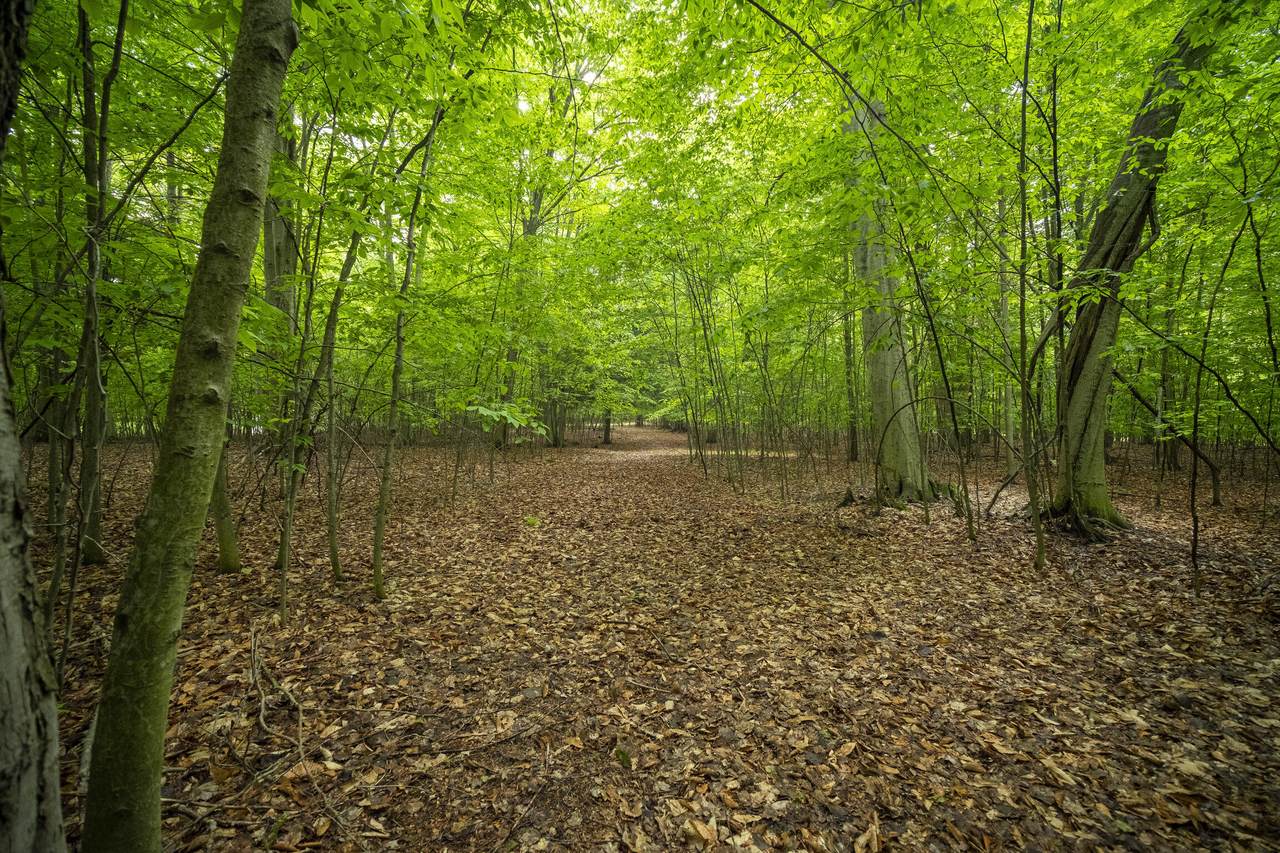 Wildwood Trail - Photo 1