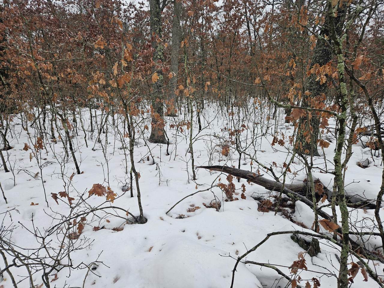 v/l 10-13 Oliver Road - Photo 1