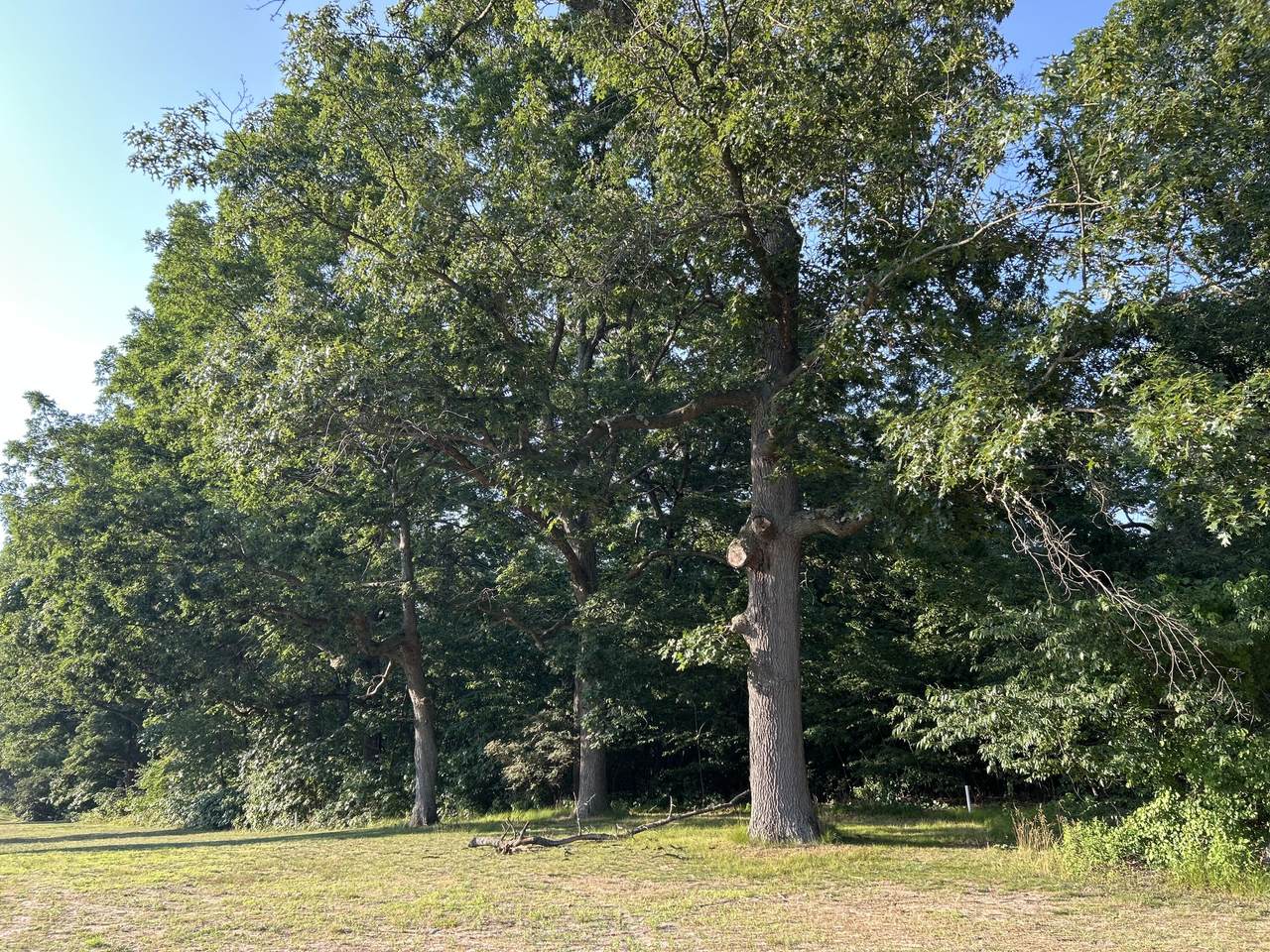3 Lilac Lane - Photo 1