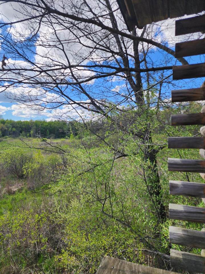 12 Mile Road - Photo 1