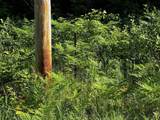 0 Skeels Road - Photo 4