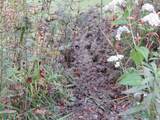  Vl Mcclure Rd - Wolf Hwy. - Photo 16