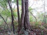  Vl Mcclure Rd - Wolf Hwy. - Photo 22