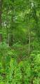  Warren Woods Road - Photo 11