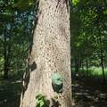 0001 Mowatt Road - Photo 15