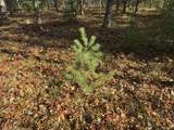 Parcel 7 County Line Road - Photo 5