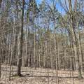 1634 Hazel Road - Photo 12